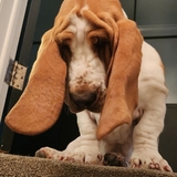 Entry image for SCOUT