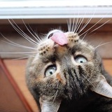 Entry image for Tigger