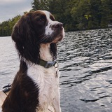 Entry image for Nova