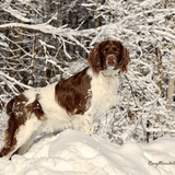 Entry image for Tucker 