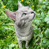 Entry image for Spud 