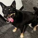 Entry image for Meika Bear