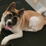 Entry image for Loki