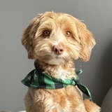 Entry image for Molly