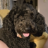 Entry image for Luna