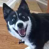 Entry image for Piper