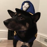 Entry image for Sammy