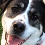 Entry image for Sahara