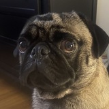 Entry image for Finn