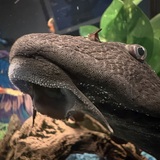 Entry image for Tinsel Poo