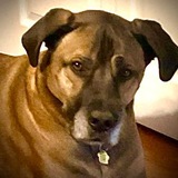 Entry image for Chewbacca