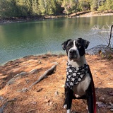 Entry image for Gustopher Columbus