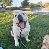 Entry image for Iris