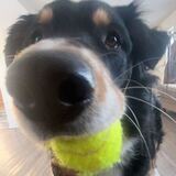 Entry image for Bandit