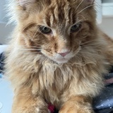 Entry image for Bobo