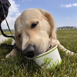 Entry image for Frank The Tank