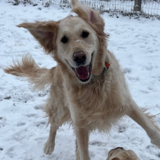 Entry image for Harley