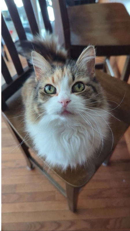 Entry image for Mitzi . Clicking this image will show a larger photo