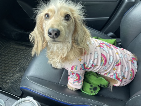 Entry image for Stevie Nicks. Clicking this image will show a larger photo