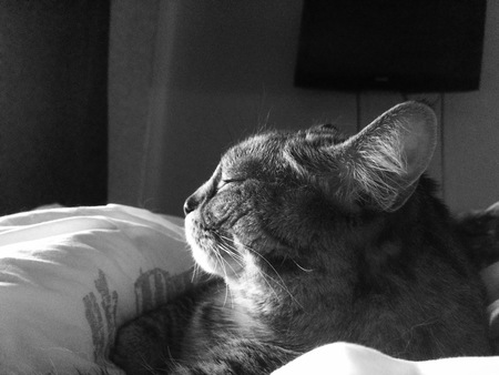 Entry image for Frankie. Clicking this image will show a larger photo