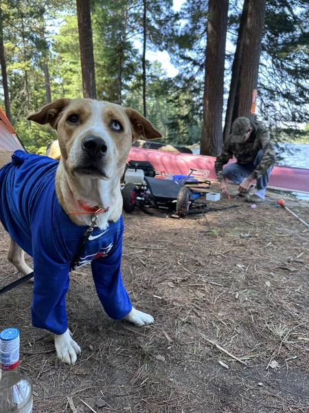 Entry image for Dixie. Clicking this image will show a larger photo