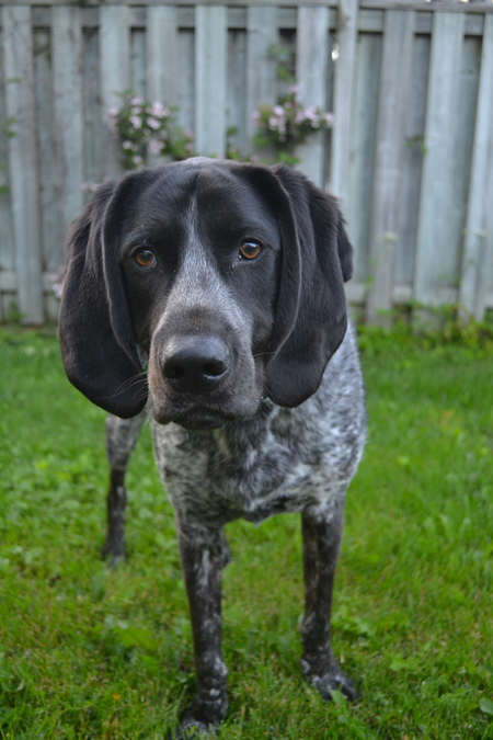 Entry image for JoJo. Clicking this image will show a larger photo