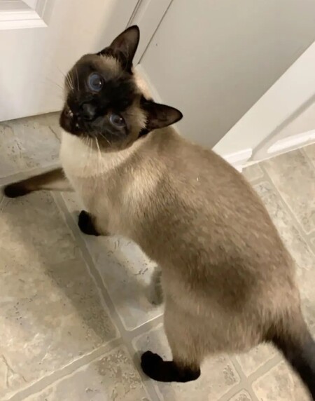 Entry image for Teeka. Clicking this image will show a larger photo