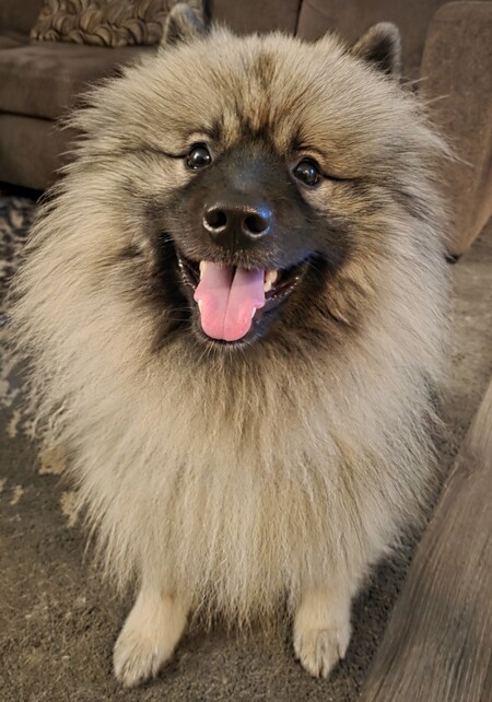 Entry image for Beau. Clicking this image will show a larger photo