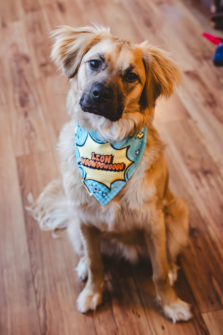 Entry image for Leon. Clicking this image will show a larger photo