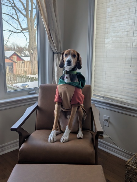 Entry image for Dug. Clicking this image will show a larger photo