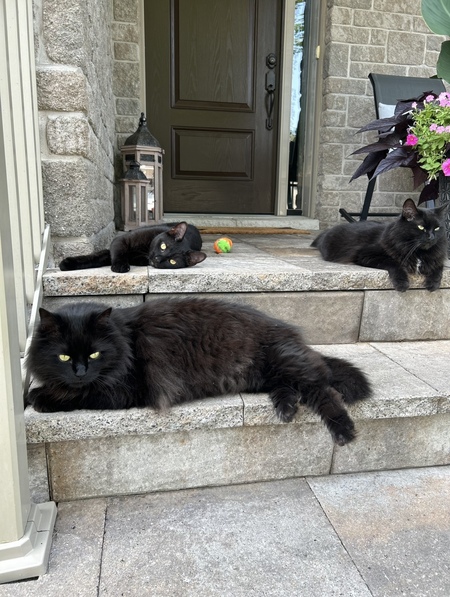 Entry image for Moon, Luna and Grae. Clicking this image will show a larger photo