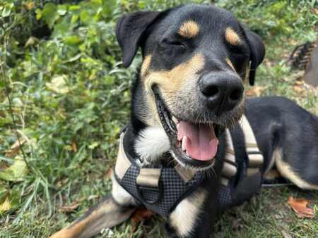 Entry image for Cricket. Clicking this image will show a larger photo