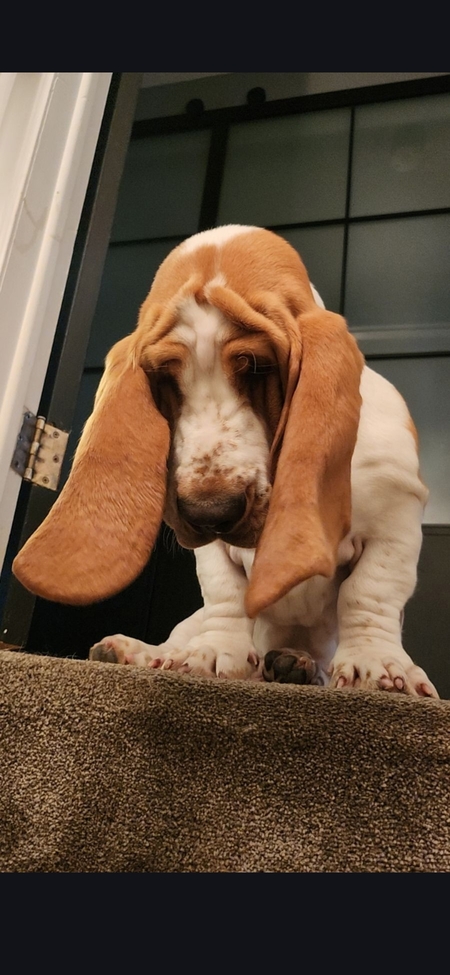 Entry image for SCOUT. Clicking this image will show a larger photo