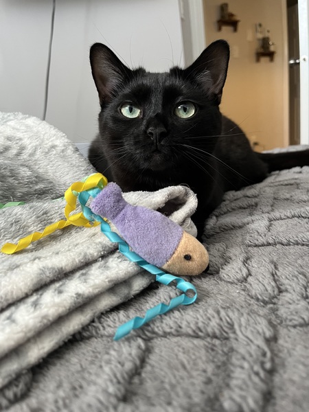 Entry image for Penny. Clicking this image will show a larger photo