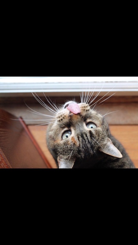 Entry image for Tigger. Clicking this image will show a larger photo