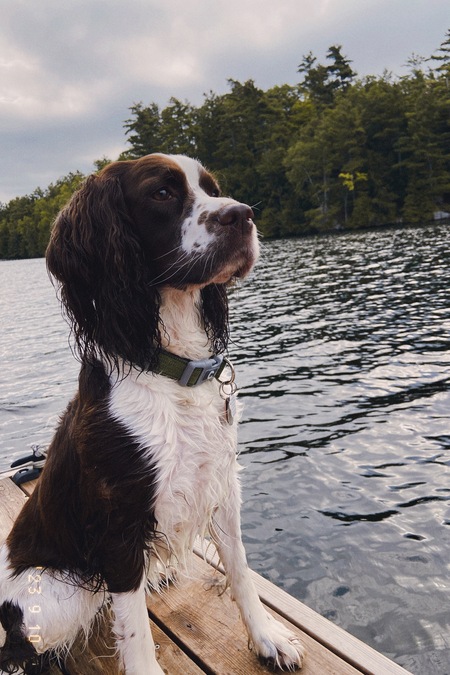 Entry image for Nova. Clicking this image will show a larger photo