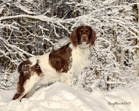 Entry image for Tucker . Clicking this image will show a larger photo