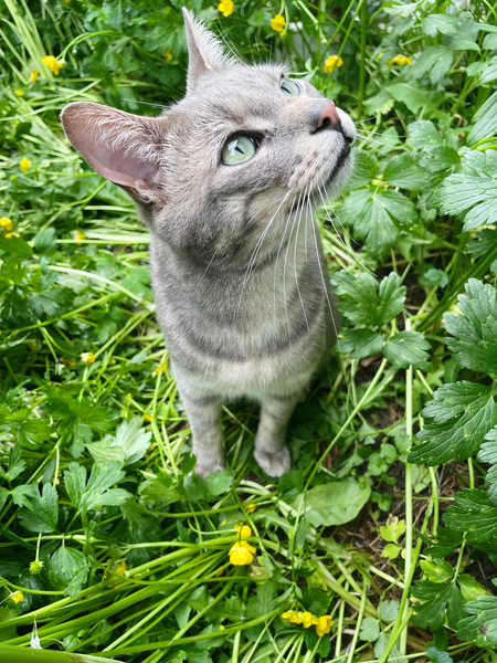 Entry image for Spud . Clicking this image will show a larger photo