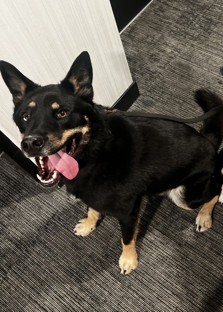 Entry image for Meika Bear. Clicking this image will show a larger photo