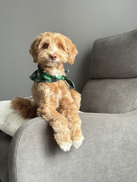 Entry image for Molly. Clicking this image will show a larger photo