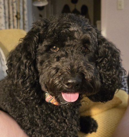 Entry image for Luna. Clicking this image will show a larger photo