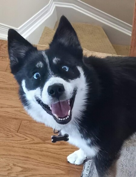 Entry image for Piper. Clicking this image will show a larger photo