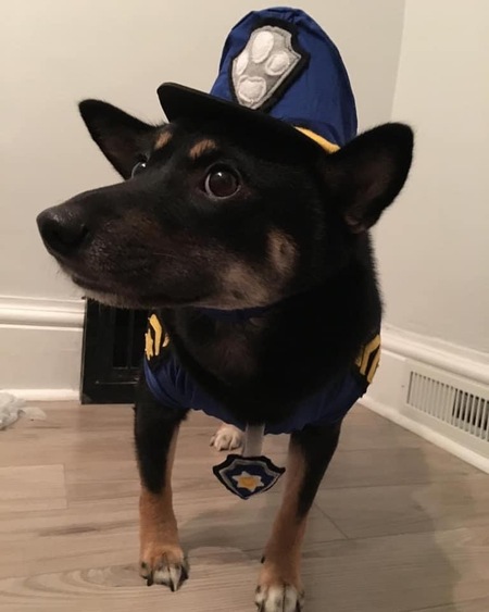 Entry image for Sammy. Clicking this image will show a larger photo