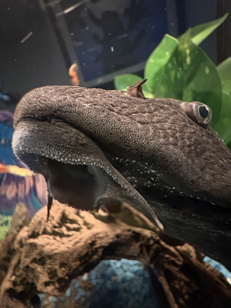 Entry image for Tinsel Poo. Clicking this image will show a larger photo