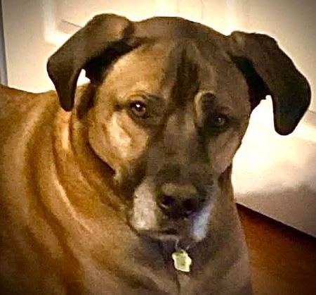 Entry image for Chewbacca. Clicking this image will show a larger photo