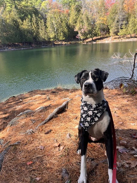 Entry image for Gustopher Columbus. Clicking this image will show a larger photo