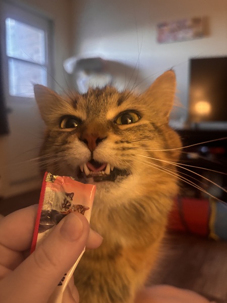 Entry image for Lily. Clicking this image will show a larger photo