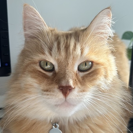 Entry image for Rocky. Clicking this image will show a larger photo