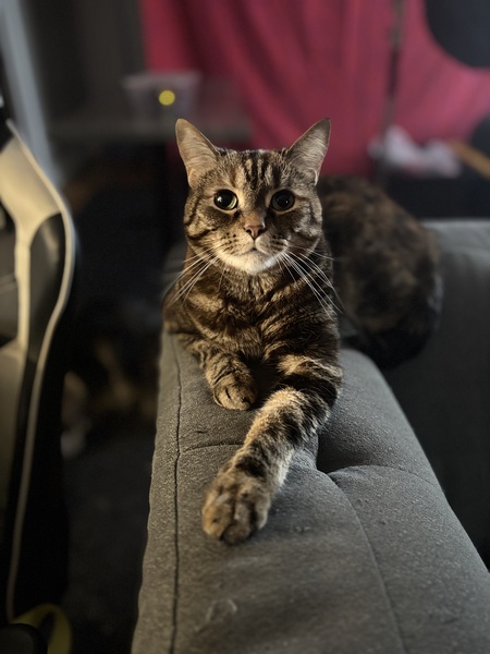 Entry image for Molly. Clicking this image will show a larger photo