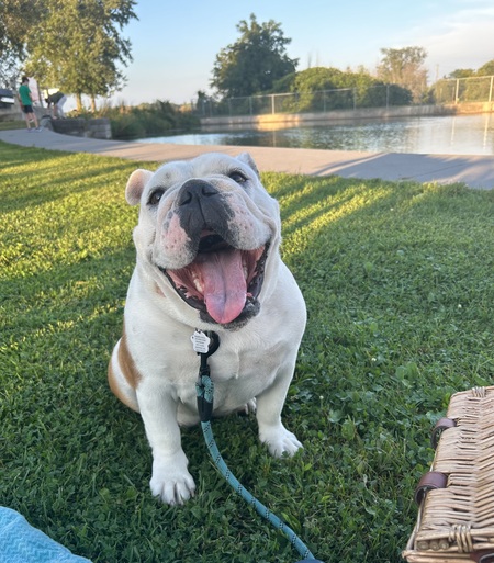 Entry image for Iris. Clicking this image will show a larger photo